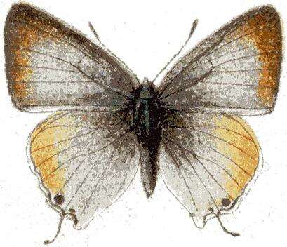 Image of Deudorix dinochares Grose-Smith 1887