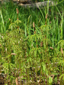 Слика од Equisetum sylvaticum L.