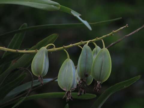 Image of Prosthechea sceptra (Lindl.) W. E. Higgins