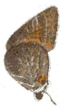 Image of Deudorix livia