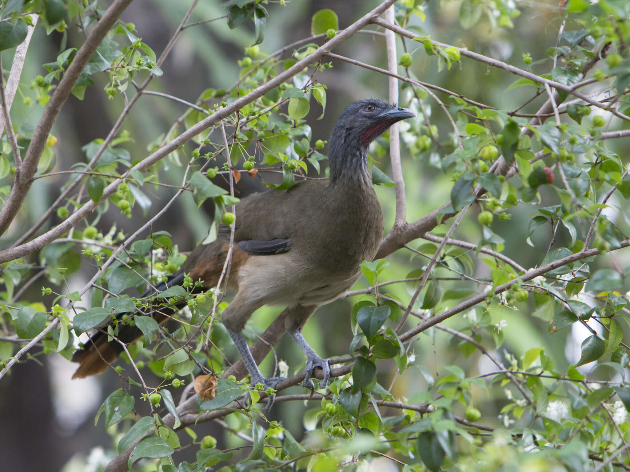 Image of Rufous-vented Chachalaca