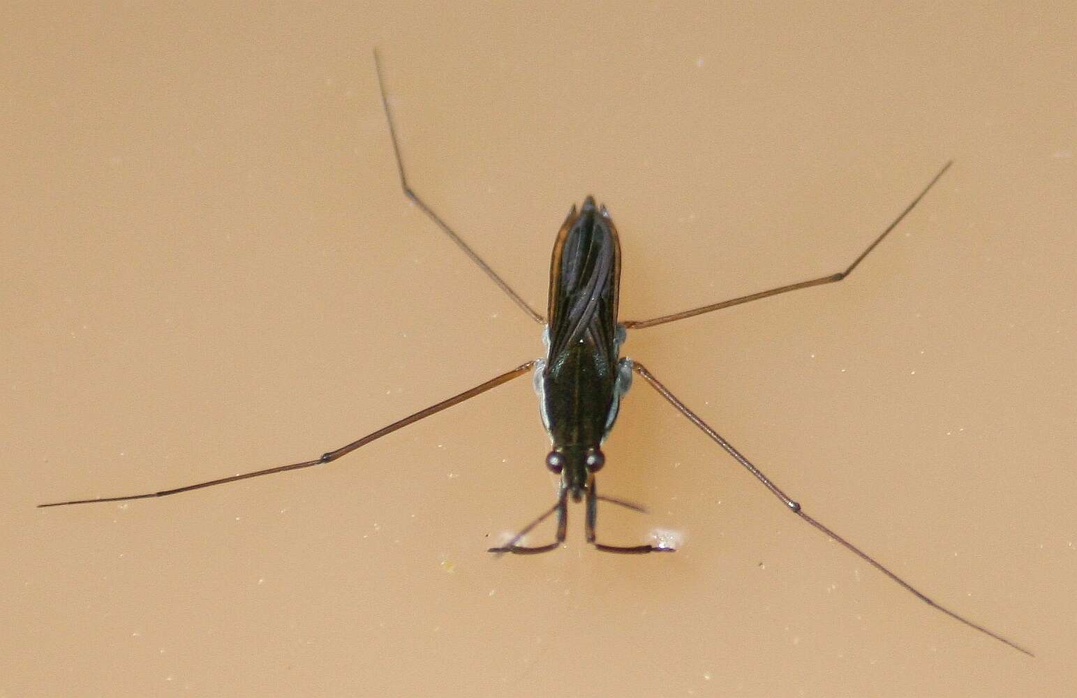 Image of Pond Skate