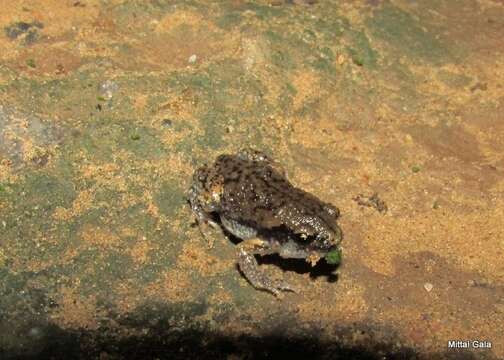 Image of Globular Frog