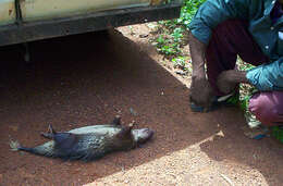 Image of Brush-tailed porcupine