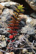 Image of Haloragis erecta subsp. cartilaginea (Cheeseman) Orchard