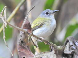 Image of Short-tailed Pygmy Tyrant