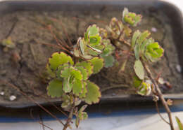 Image of lavender scallops