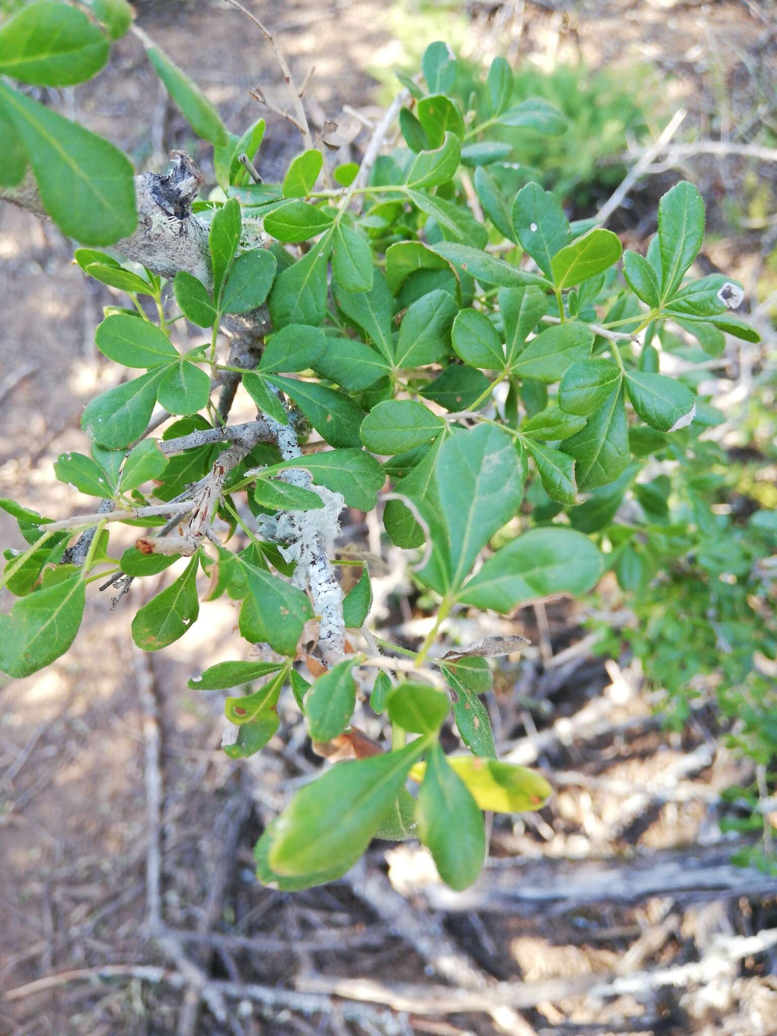 Image of Searsia longispina (Eckl. & Zeyh.) Moffett