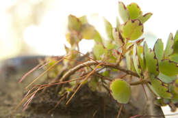 Image of lavender scallops