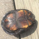 Image of Mississippi mud turtle