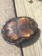 Image of Mississippi mud turtle