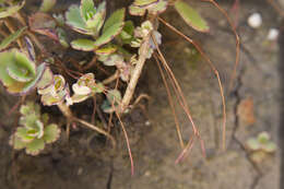 Image of lavender scallops