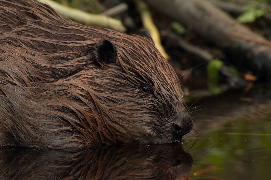 Image of European beaver