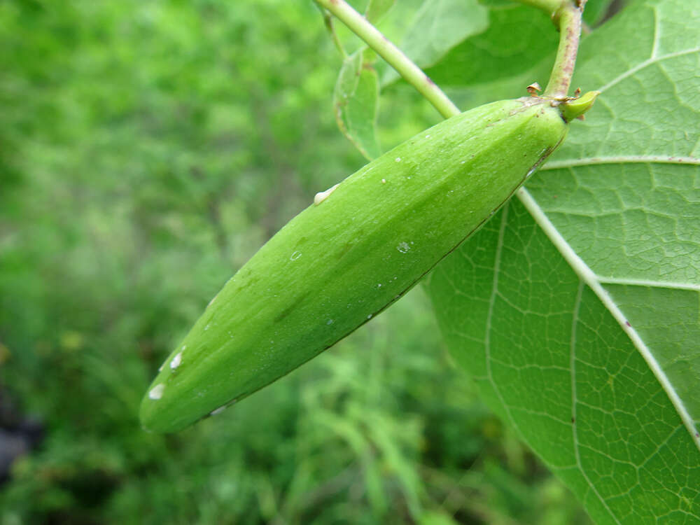 Image of Cynanchum wilfordii (Maxim.) J. D. Hook.