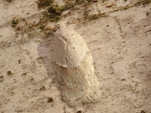 Image of Black-headed Birch Leafroller