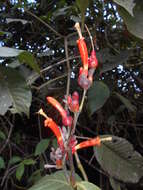 Sanchezia rubriflora Leonard resmi