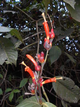 Image of Sanchezia rubriflora Leonard