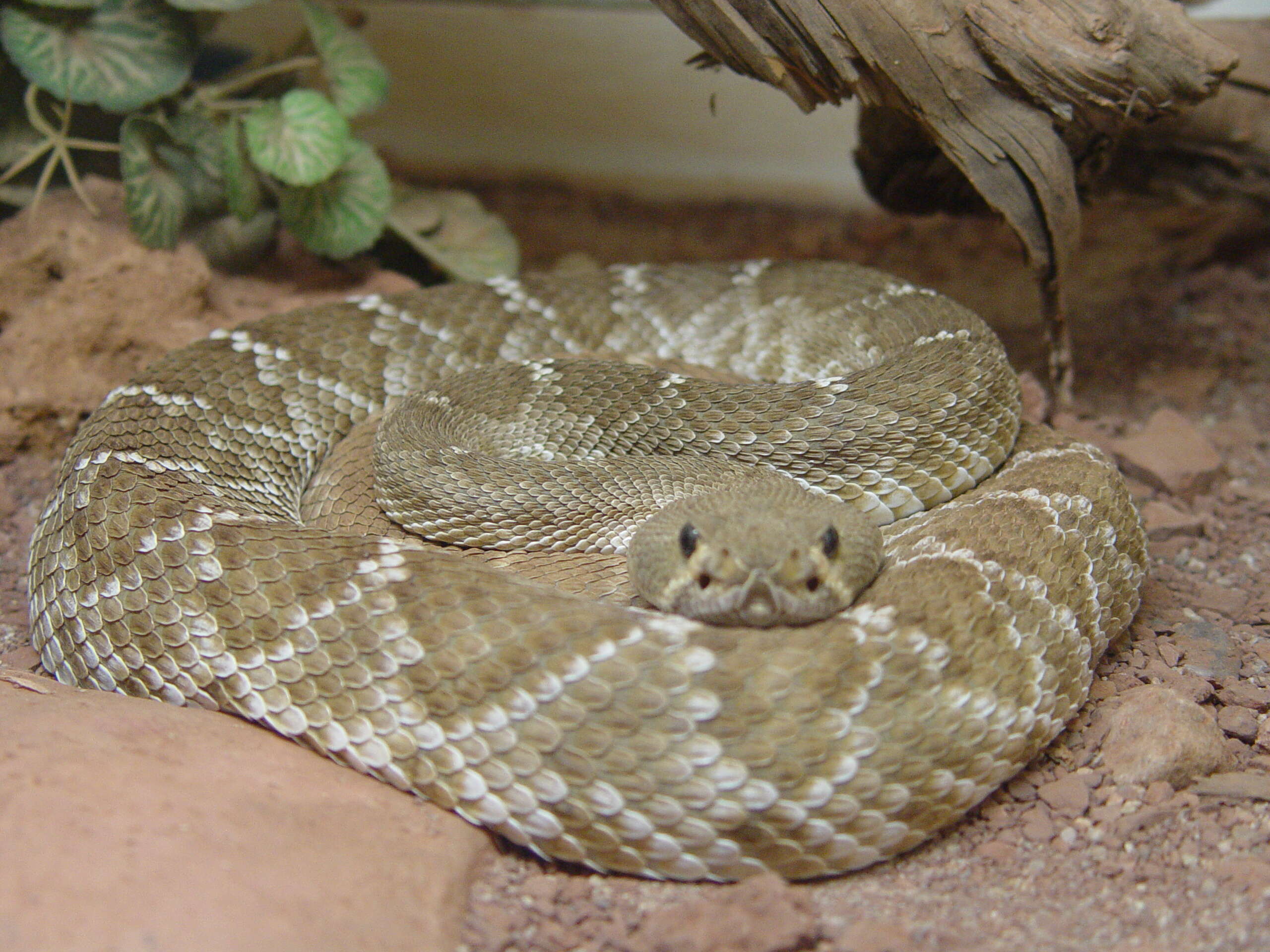 Image of Red Diamond Rattlesnake