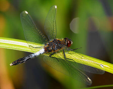 Image of Lilypad Whiteface