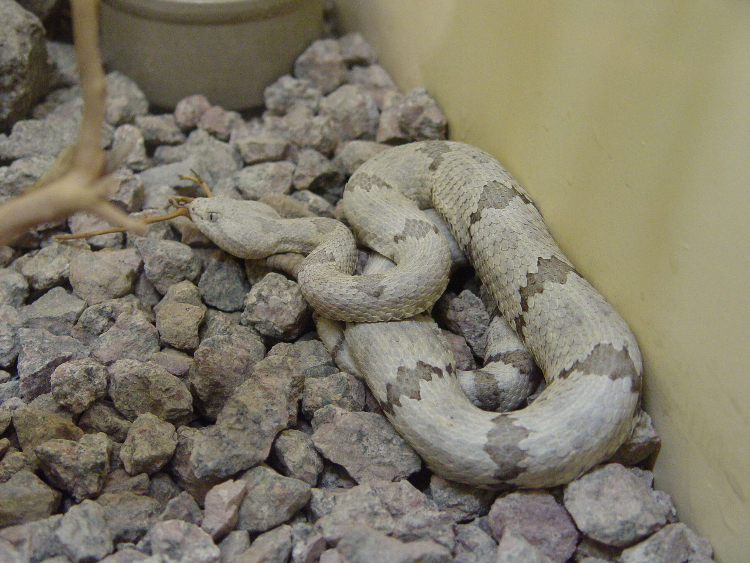 Crotalus lepidus (Kennicott 1861) resmi