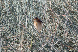 Image of Australian Little Bittern