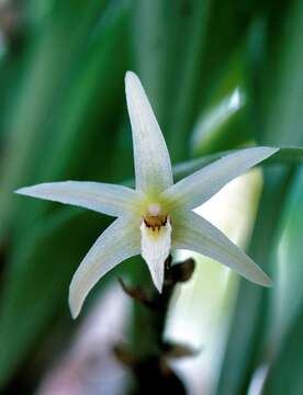 Image of Eria javanica (Sw.) Blume