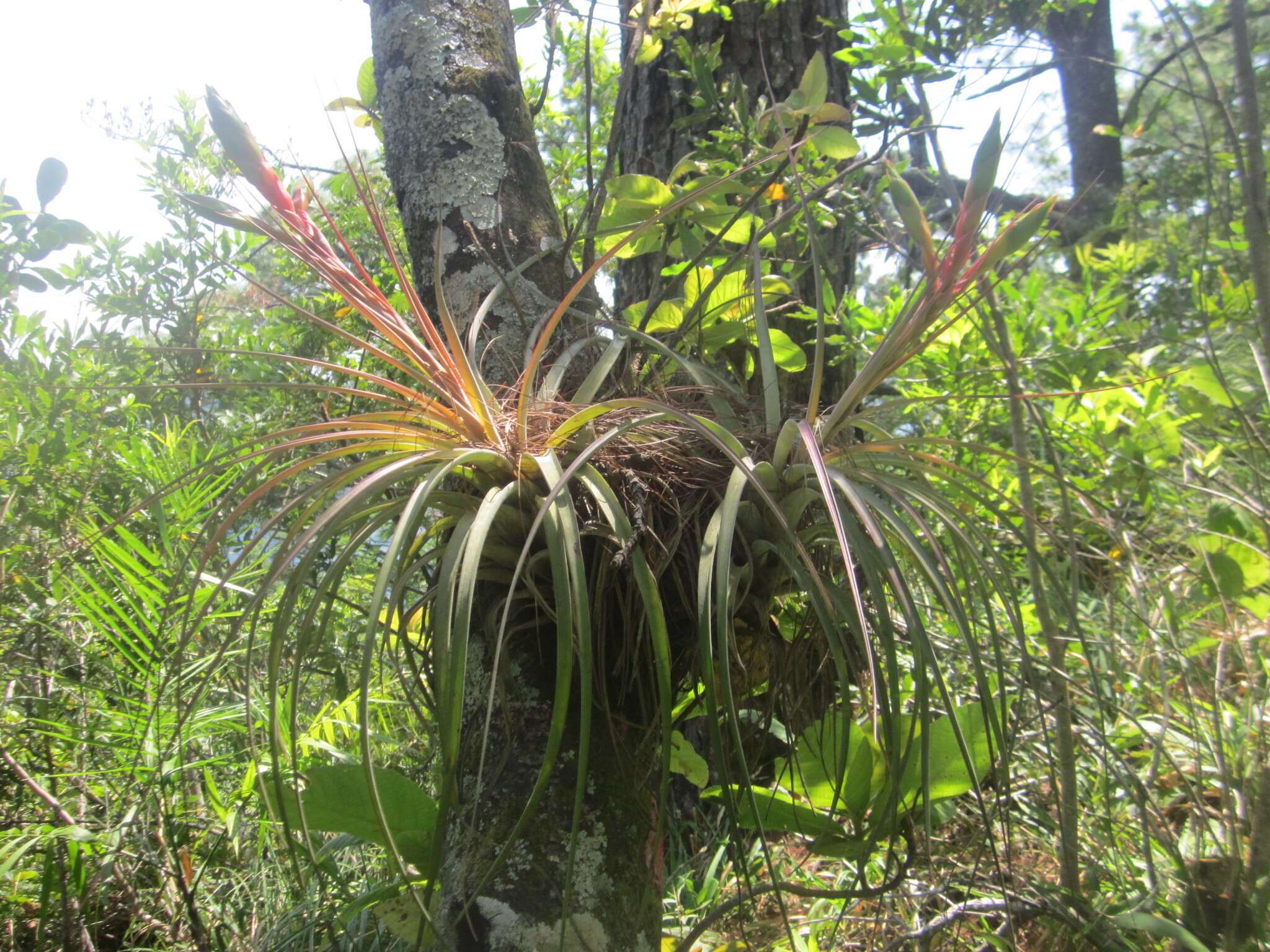 Image of Cardinal Air Plant