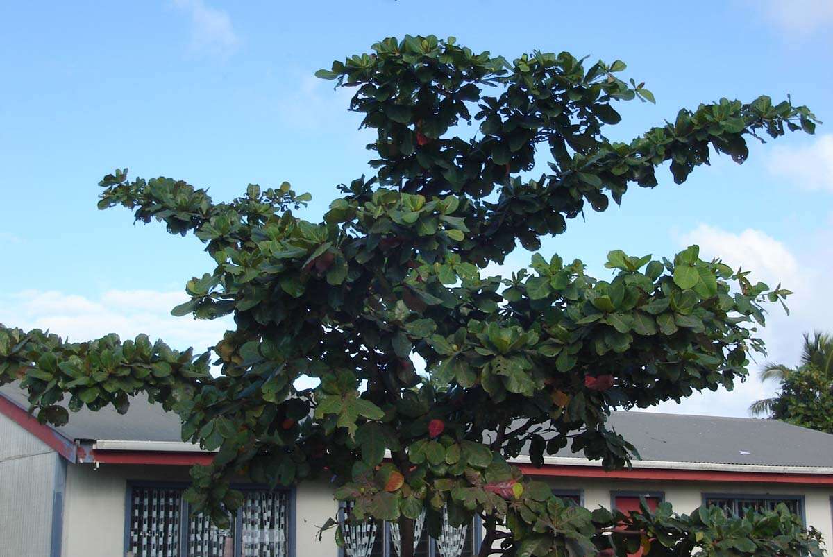 Image of tropical-almond