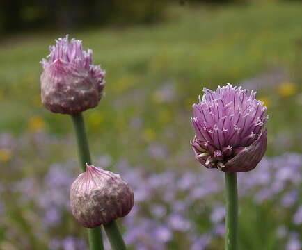 Image of wild chives