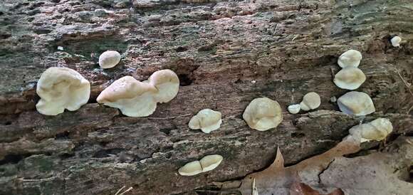 Слика од Tyromyces galactinus (Berk.) J. Lowe 1975