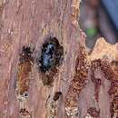 Image of Spruce Beetle