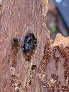 Image of Spruce Beetle