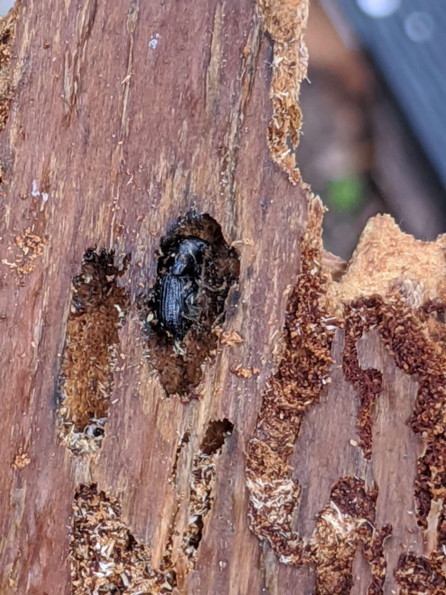Image of Spruce Beetle