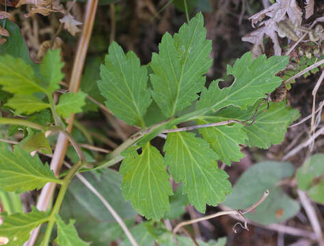 Image of Cardamine appendiculata Franch. & Sav.