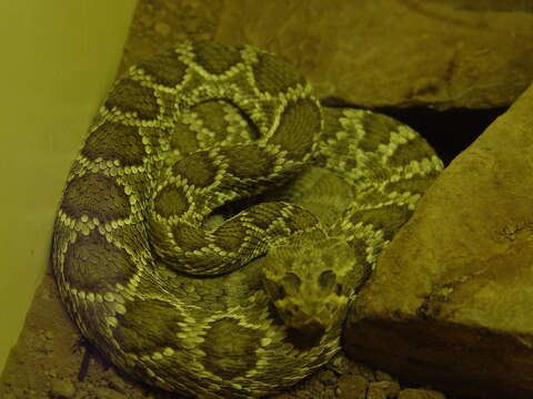 Image of Mohave Rattlesnake