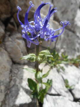 Image of Horned Rampion