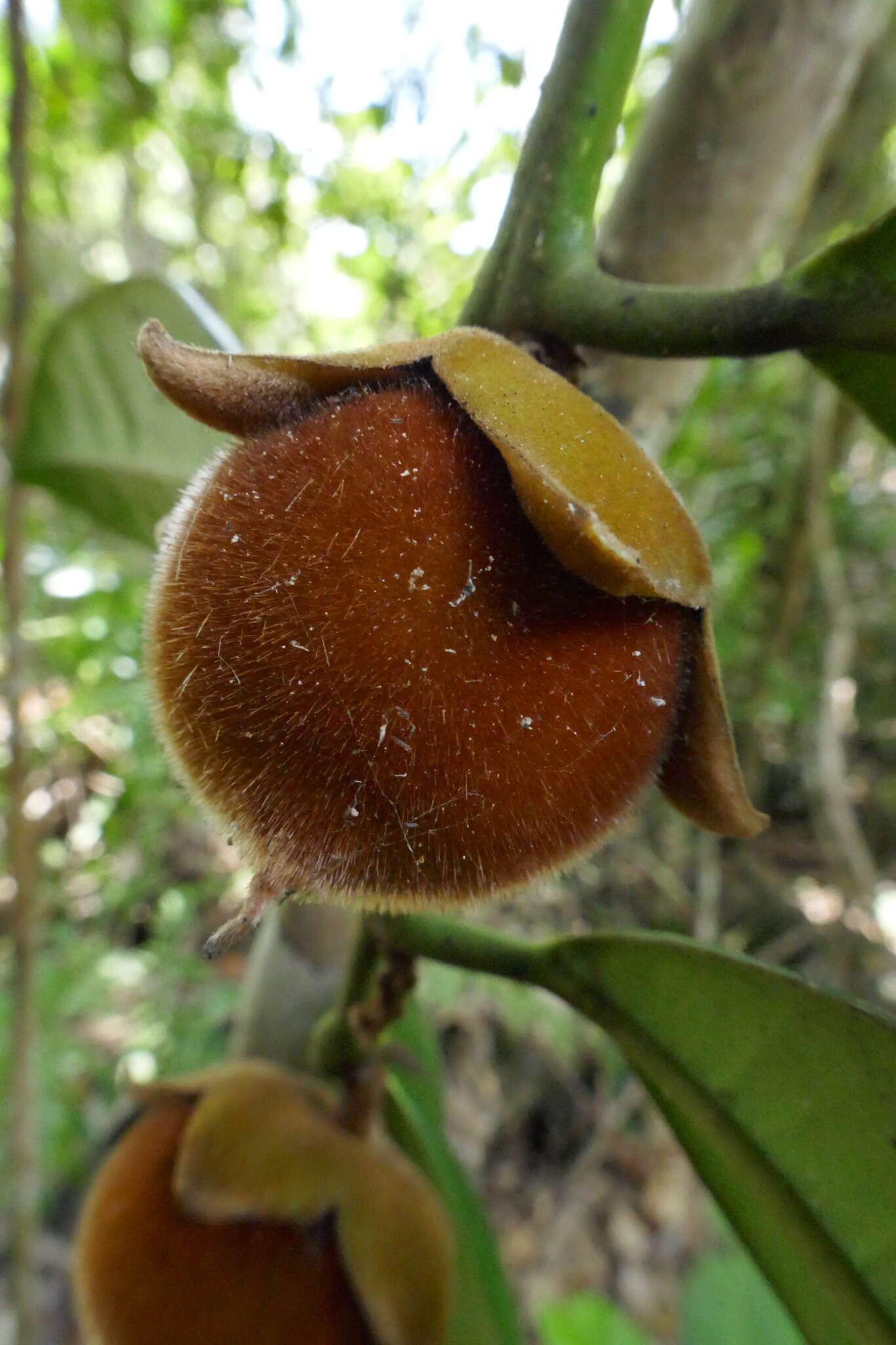 Sivun Madagaskarineebenpuu kuva