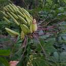 Image of Andinocleome magnifica (Briq.) Iltis & Cochrane