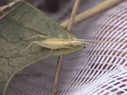 Image of Fast-calling Tree Cricket