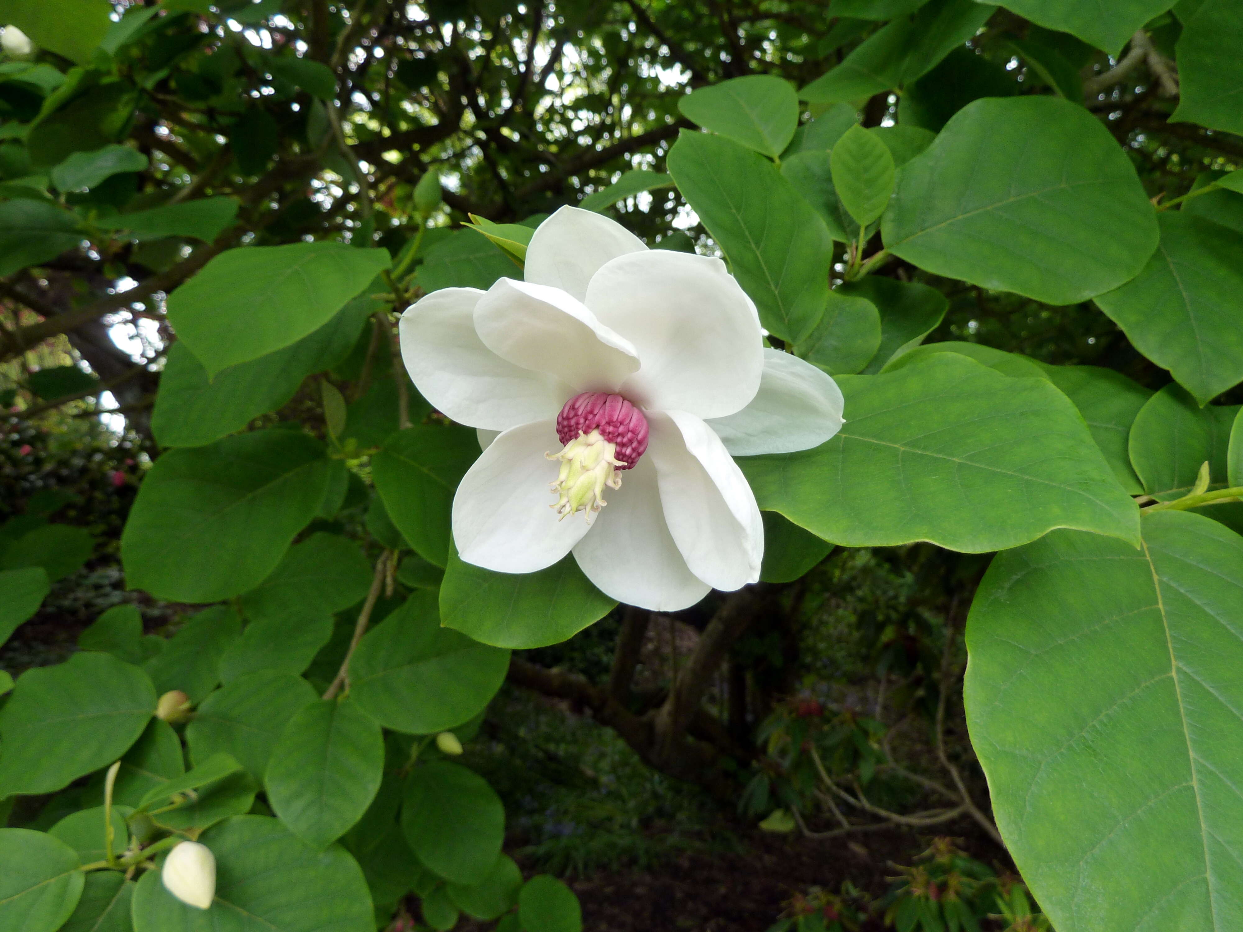 Image of Magnolia sieboldii K. Koch