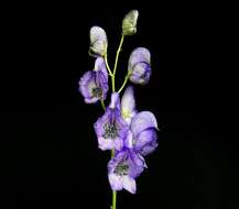 Слика од Aconitum napellus L.