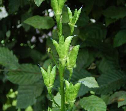 Слика од Aconitum napellus L.