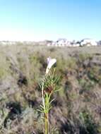 Image de Oxalis goniorrhiza Eckl. & Zeyh.