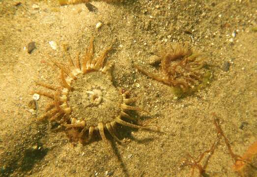 Anthopleura ballii (Cocks 1851) resmi