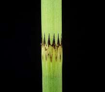 Image of Water Horsetail