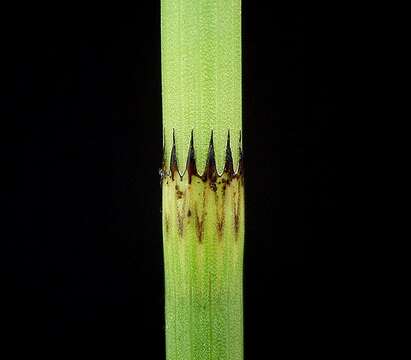 Image of Water Horsetail