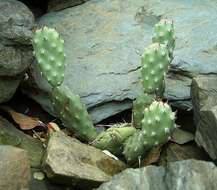 Image of Bulrush Canyon Prickly-pear