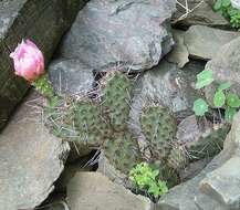 Image of Panhandle Prickly-pear