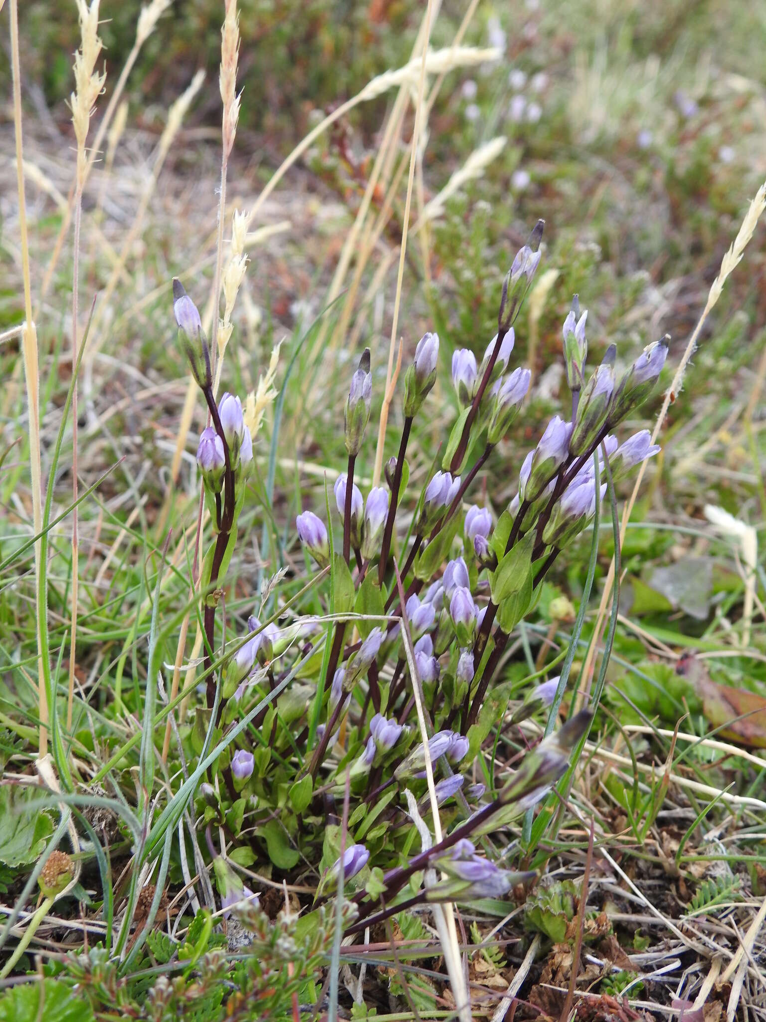 Image of Gentianella magellanica (Gaudich.) Fabris