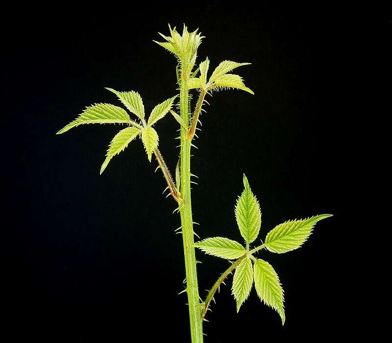 Слика од Rubus cochinchinensis Tratt.